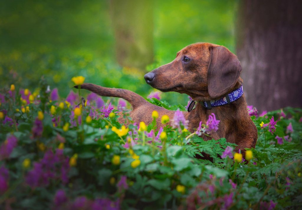 dog, dachshund, pet, spring, animal, nature, dachshund, dachshund, dachshund, dachshund, dachshund